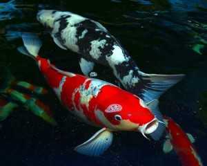 ขายปลาสวยงาม “Koi Mart” นำเข้าปลาคาร์ฟญี่ปุ่นแท้ จากความชอบสู่อาชีพสร้างรายได้