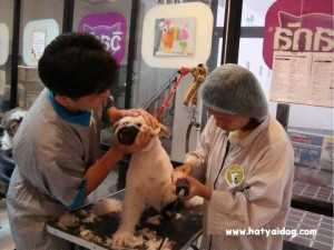 ตัดขนสุนัข แบบมืออาชีพ โดย โรงเรียนสอนตัดขนสุนัข โกลมี่เพ็ท กรูมมิ่ง แอนด์ สปา