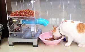 เครื่องให้อาหารสุนัข -แมว อัตโนมัติผ่านเว็ปไซต์!!