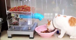 เครื่องให้อาหารสุนัข -แมว อัตโนมัติผ่านเว็ปไซต์!!