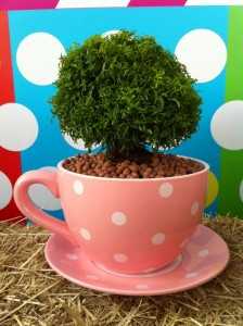 กระถางต้นไม้ ไอเดียธุรกิจจากถ้วยกาแฟ “Cup of Tree” 