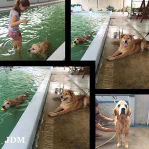 ศูนย์ฝึกสุนัข  Jojo House Dog Master ธุรกิจคนรักน้องหมา