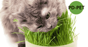 หญ้าออร์แกนิค ไอเดียธุรกิจเพื่อสัตว์เลี้ยง “PD Pet”