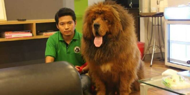 ขายสุนัข ตัวละ 36 ล้าน!!! “ฟาร์มพะเยา ด็อก เคลเนล” พร้อมขายแล้วที่เมืองไทย