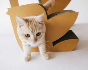 ธุรกิจสัตว์เลี้ยง “ห้องลับเล็บแมว” ต่อยอดธุรกิจครอบครัว “กระดาษลูกฟูก” เตรียมโกอินเตอร์ “kafbo”