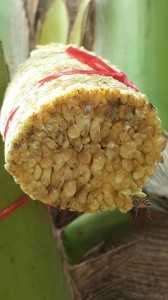 น้ำตาลมะพร้าว “ทรายทอง” ไอเดียสร้างความหวานจากดอกมะพร้าว ส่งเสริมอาชีพชุมชน