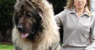 ขายสุนัข “คอเคเซียน เชพเพิร์ด” “Asia Puppy” เปิดตลาดสุนัขพันธุ์ใหญ่ราคาหลักล้าน!!