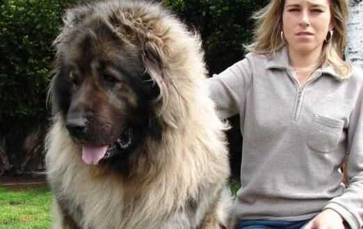 ขายสุนัข “คอเคเซียน เชพเพิร์ด” “Asia Puppy” เปิดตลาดสุนัขพันธุ์ใหญ่ราคาหลักล้าน!!