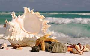 ไอเดียธุรกิจ เปลี่ยนขยะเปลือกหอยเป็น “ปูนธรรมชาติ” สร้างรายได้