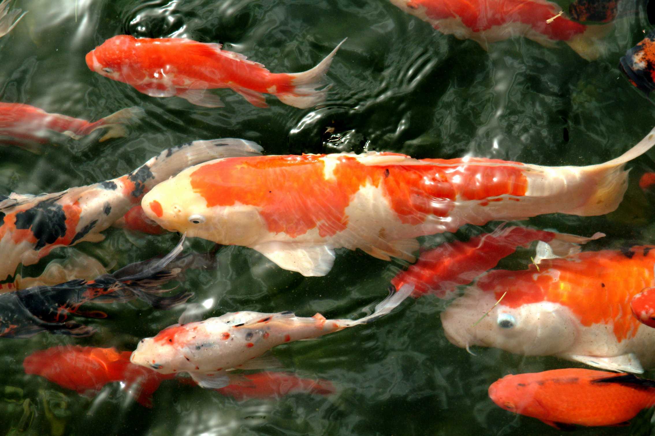 ขายปลาสวยงาม “Koi Mart” นำเข้าปลาคาร์ฟญี่ปุ่นแท้  จากความชอบสู่อาชีพสร้างรายได้ - SMELeader