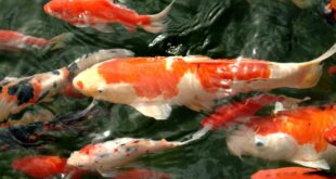 ขายปลาสวยงาม “Koi Mart” นำเข้าปลาคาร์ฟญี่ปุ่นแท้ จากความชอบสู่อาชีพสร้างรายได้