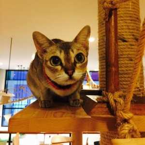 คาเฟ่แมว “Cat Up Cafe” ธุรกิจในกระแส เอาใจทาสแมว เว้นวรรคด้วยคะ