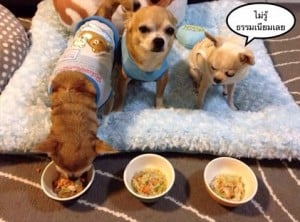 ไอเดียธุรกิจ “วอดก้าบอย” เชฟอาหารสุนัขรายแรกของไทย ตอบรับกระแสคนรักน้องหมา