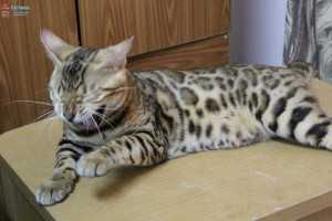 ขายแมวนำเข้า “Cathouse Cattery” หนึ่งในธุรกิจสัตว์เลี้ยงแสนรักกระแสแรงโกยเงิน