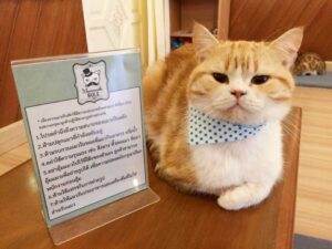 คาเฟ่แมว “Maewmoth Cat Cafe” ธุรกิจฮิตติดลมบนด้วยร้านกาแฟแมวเหมียว