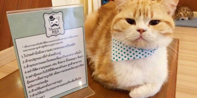 คาเฟ่แมว “Maewmoth Cat Cafe” ธุรกิจฮิตติดลมบนด้วยร้านกาแฟแมวเหมียว