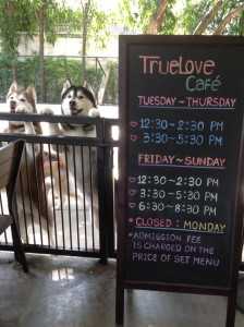 คาเฟ่สุนัข “True Love cafe” แตกไลน์ธุรกิจจากฟาร์มเพาะพันธุ์ไซบีเรียฮัสกี้