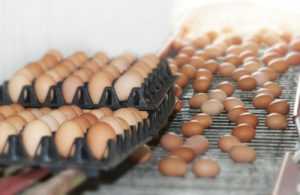 ขายไข่ไก่ “โมริ-ทามะ” ผนึกกำลังไทย-ญี่ปุ่น รุกตลาดไข่ไก่ไทยและอาเซียน