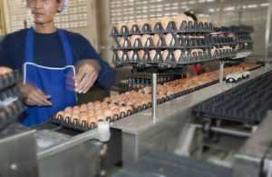 ขายไข่ไก่ “โมริ-ทามะ” ผนึกกำลังไทย-ญี่ปุ่น รุกตลาดไข่ไก่ไทยและอาเซียน