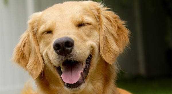 ธุรกิจฟาร์มสุนัข “Golden Amy” สร้างสุนัขนักล่ารางวัล ทำรายได้หลัก ...