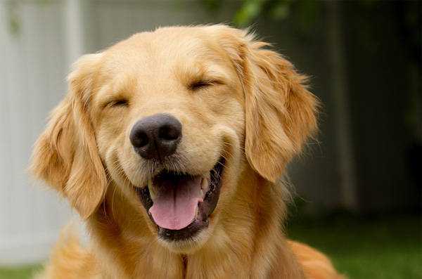 ธุรกิจฟาร์มสุนัข “Golden Amy” สร้างสุนัขนักล่ารางวัล ทำรายได้หลักแสนต่อตัว  - SMELeader : เริ่มต้นธุรกิจ, ธุรกิจ SMEs, แฟรนไชส์และอาชีพ