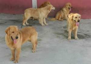 ธุรกิจฟาร์มสุนัข “Golden Amy” สร้างสุนัขนักล่ารางวัล ทำรายได้หลักแสนต่อตัว