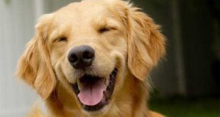 ธุรกิจฟาร์มสุนัข “Golden Amy” สร้างสุนัขนักล่ารางวัล ทำรายได้หลักแสนต่อตัว