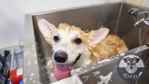 รถอาบน้ำ-ตัดแต่งขนเคลื่อนที่ “หอมฉุย DOG DAY CARE” ธุรกิจเพื่อคนรักสุนัข