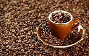 กาแฟขี้ช้าง กิโลกรัมละ 4 หมื่นบาท ทำลายสถิติกาแฟที่แพงที่สุดในโลก