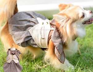 ธุรกิจเสื้อผ้าสุนัข “Glitter Pooch” เสื้อสวยพร้อมสายจูง เสร็จสรรพในชุดเดียวเจ้าแรก