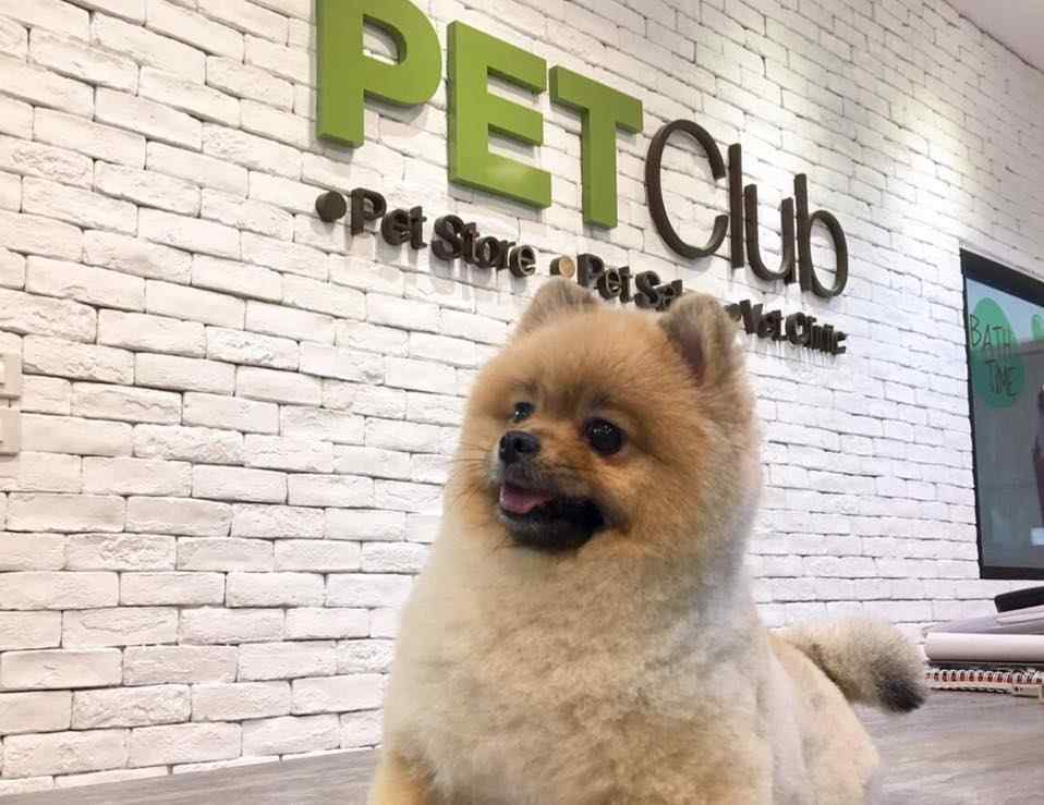 ธุรกิจคาเฟ่แมวหมา “PET CLUB” ครบครันทุกบริการด้านสัตว์เลี้ยงในที่เดียว
